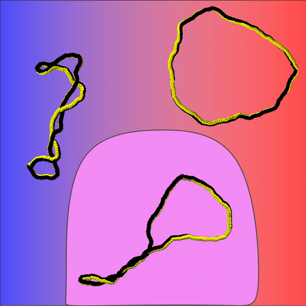 Controlling Polymer shapes: A new generation of shape-adaptive materials