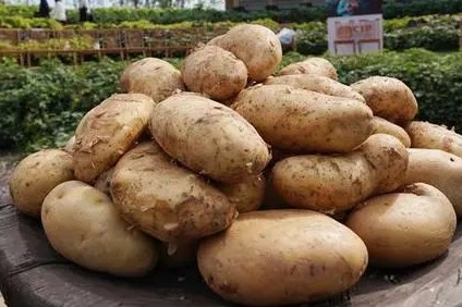 Scientists discover that tomato is ‘mother’ of potato