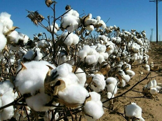 Firm trend on cotton market – Markets