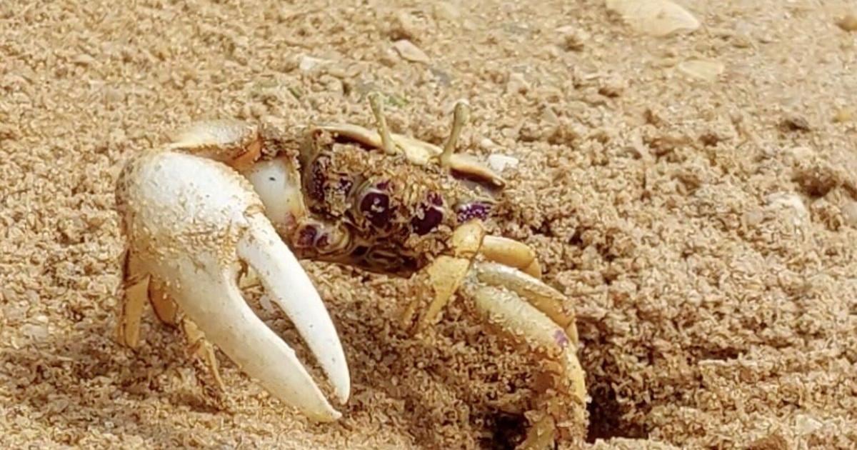 Scientists use robot crab ‘Wavy Dave’ to study fiddler crab mating | Features
