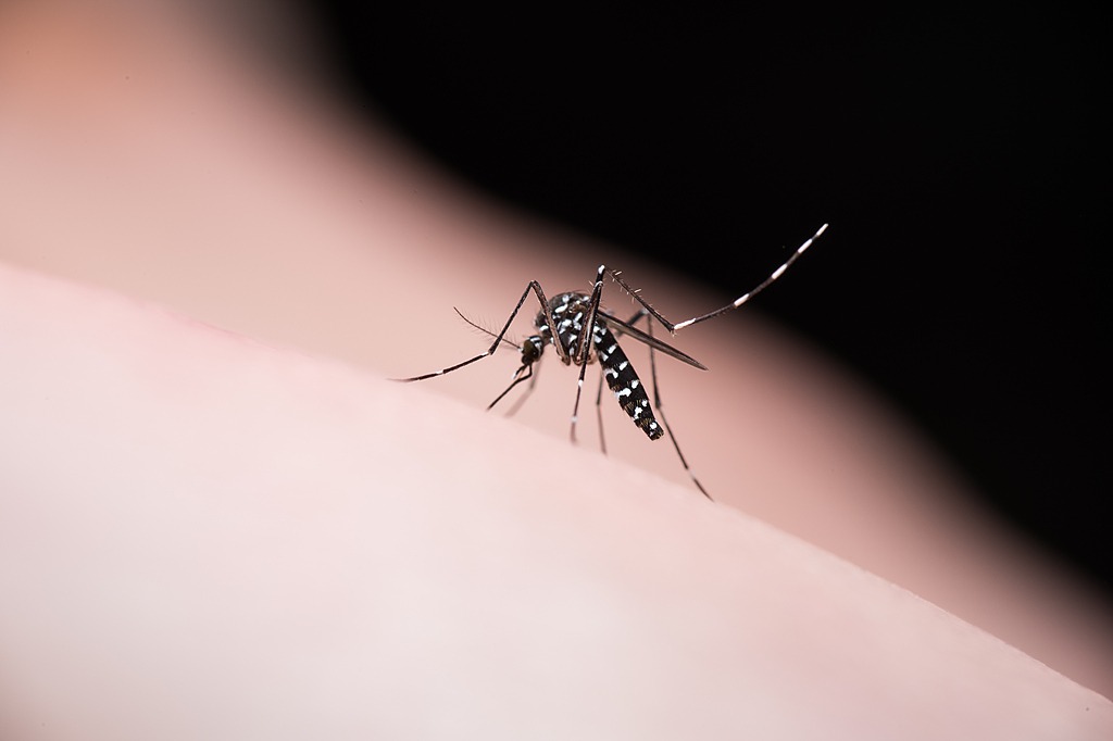 Chinese scientists develop smart surveillance system to control mosquito-borne diseases