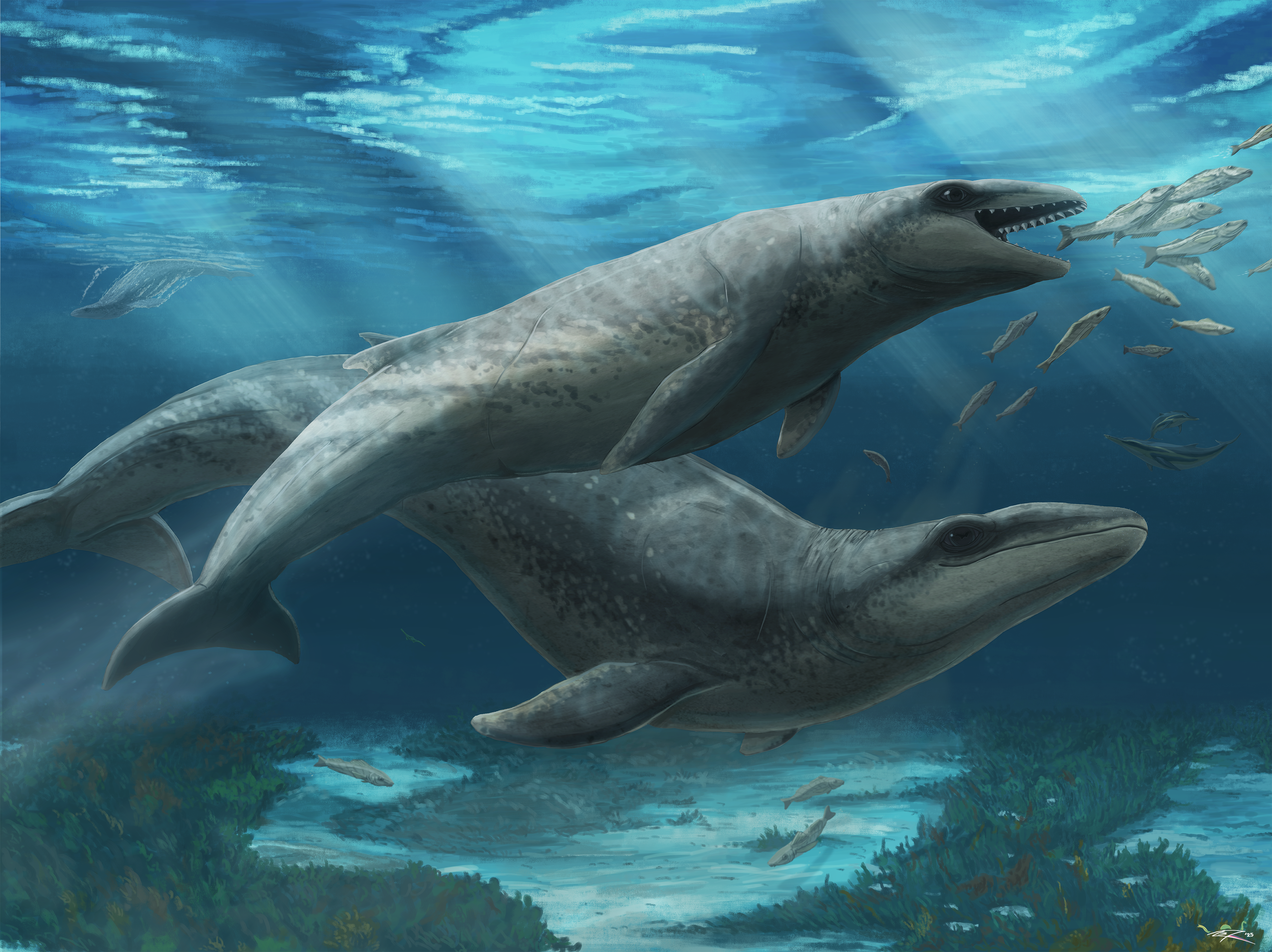 An illustration of a Janjucetus dullardi calf and mother in shallow waters off Australia 26 million years ago.