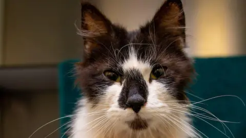 Woodgreen A black and white cat's face is shown in close-up. It has long hair and a large black patch across its nose.