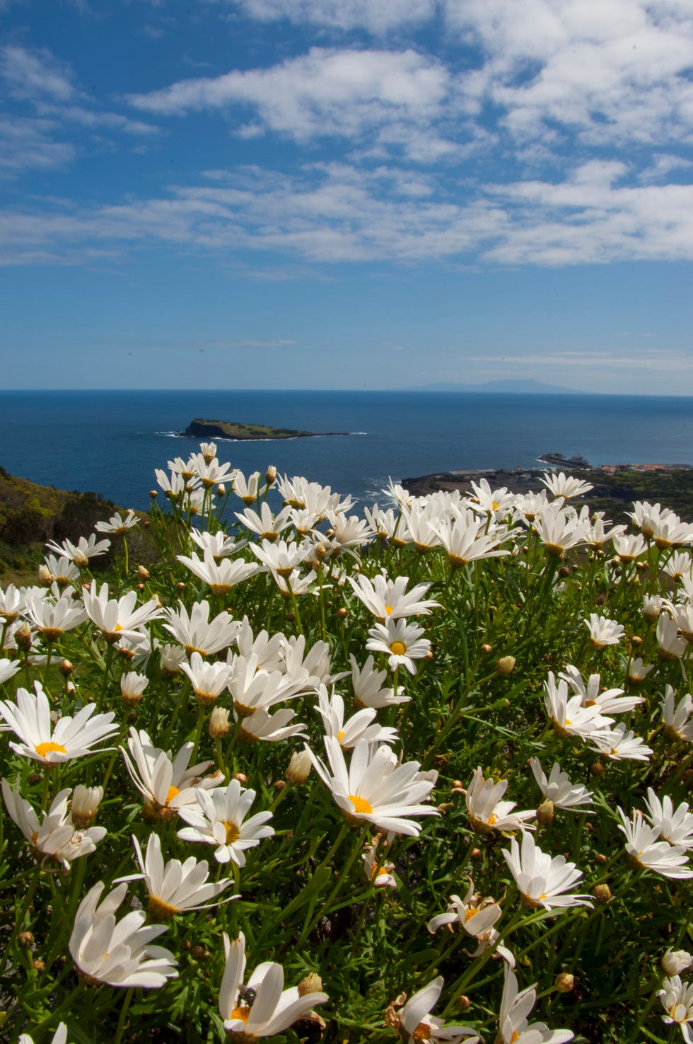 Daisy flowers (Argyranthemum) along the shore near Santa... Daisy flowers (Argyranthemum) along the shore near Santa...