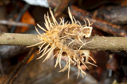 Cordyceps fungus