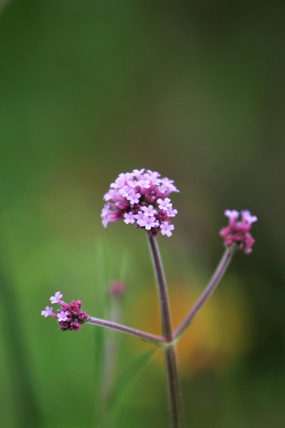 Verbena, London, UK Verbena, London, UK