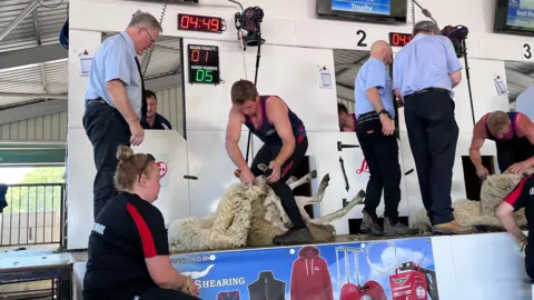 Man shearing a sheep on a stage. Wearing blue vest top with pink rim. He is looking down at the sheep as he shears it. There are also three men in blue short sleeve shirts with navy trousers on stage. A woman in a black t-shirt looks on. The background is white and has clocks and penalty sheep counters. 