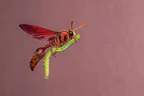 Bidyut Kalita A red potter wasp looks almost frozen but is actually mid-flight, clutching a green caterpillar beneath its body. The background is a soft pink/purple blur, drawing focus to the insect’s deep red wings and prey.