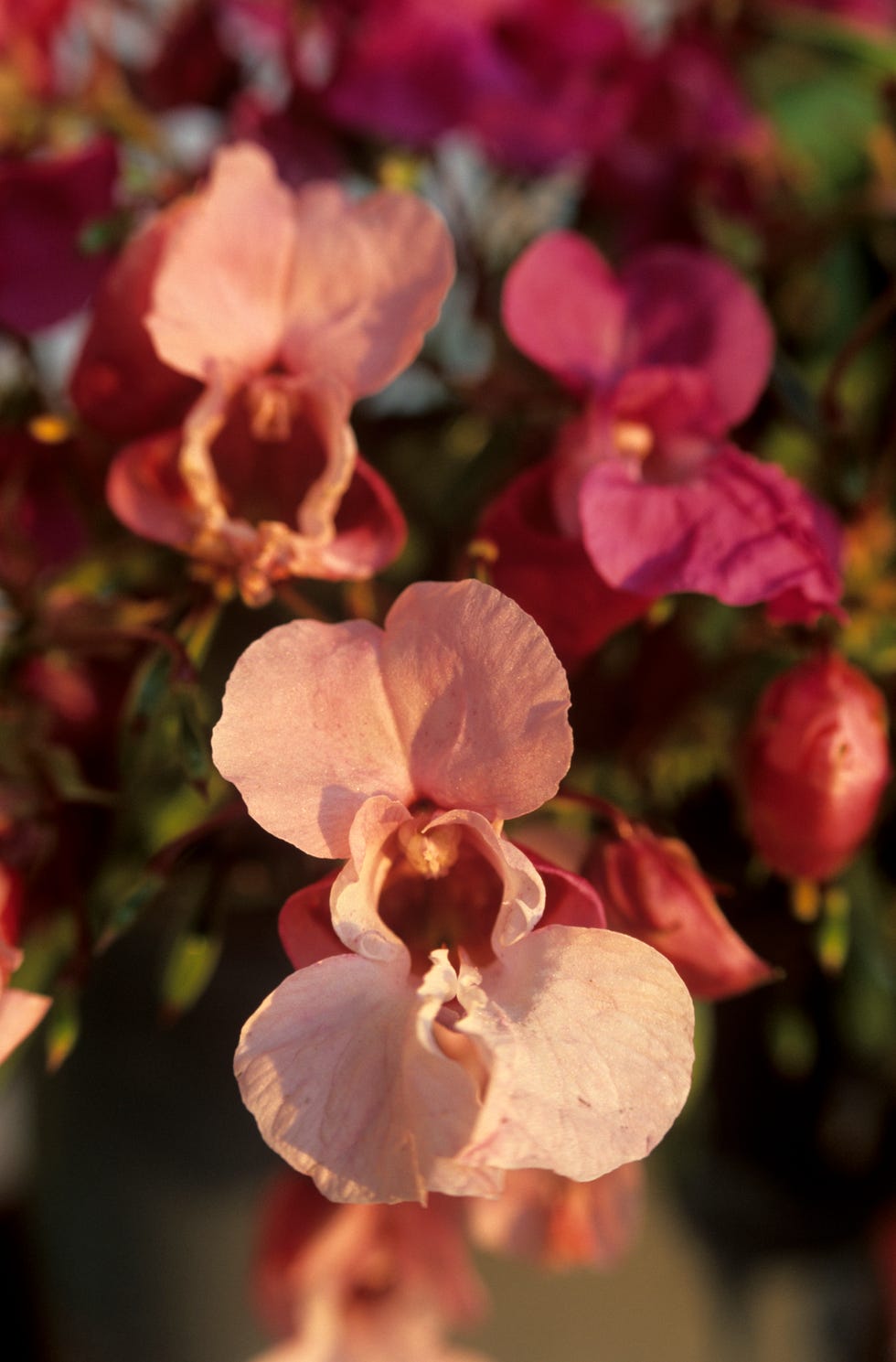 Drüsentragendes Springkraut, Impatiens glanduliferar, rosa Drüsentragendes Springkraut, Impatiens glanduliferar, rosa