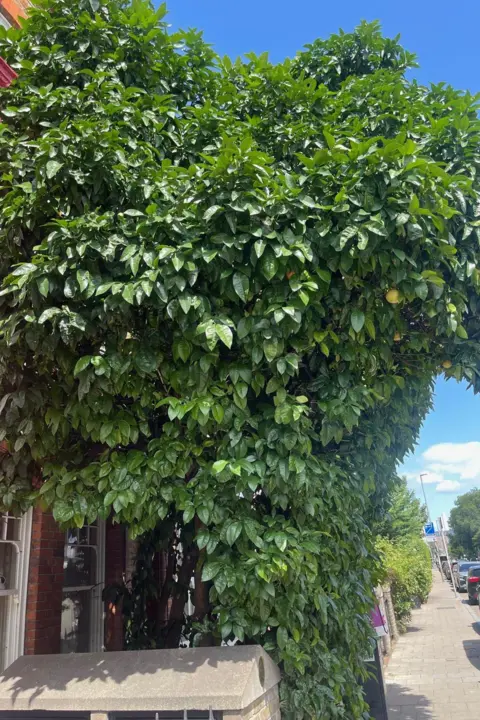 The grapefruit tree on Queenstown Road in Battersea