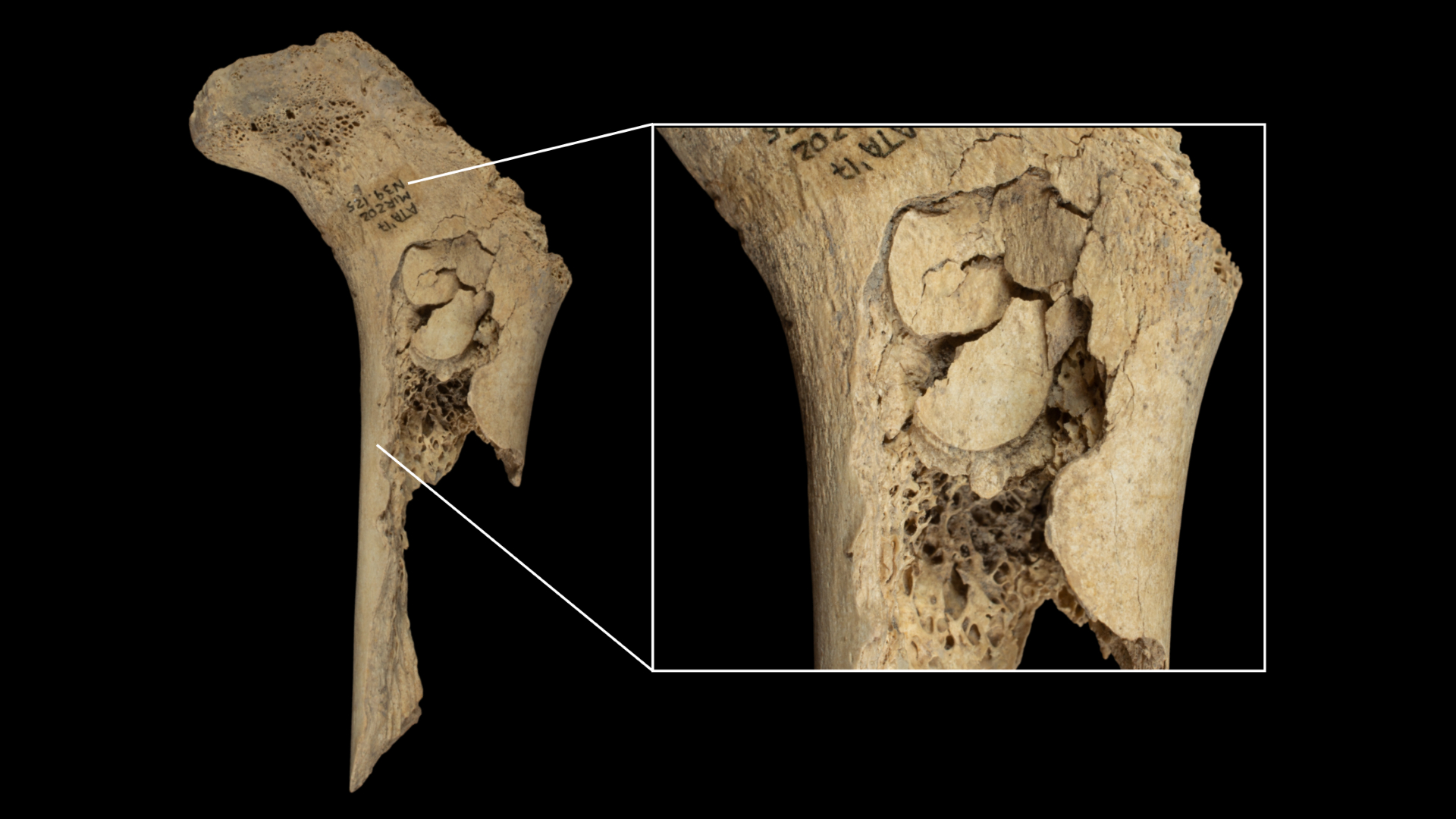 Stone Age family may have been cannibalized for ‘ultimate elimination’ 5,600 years ago, study suggests