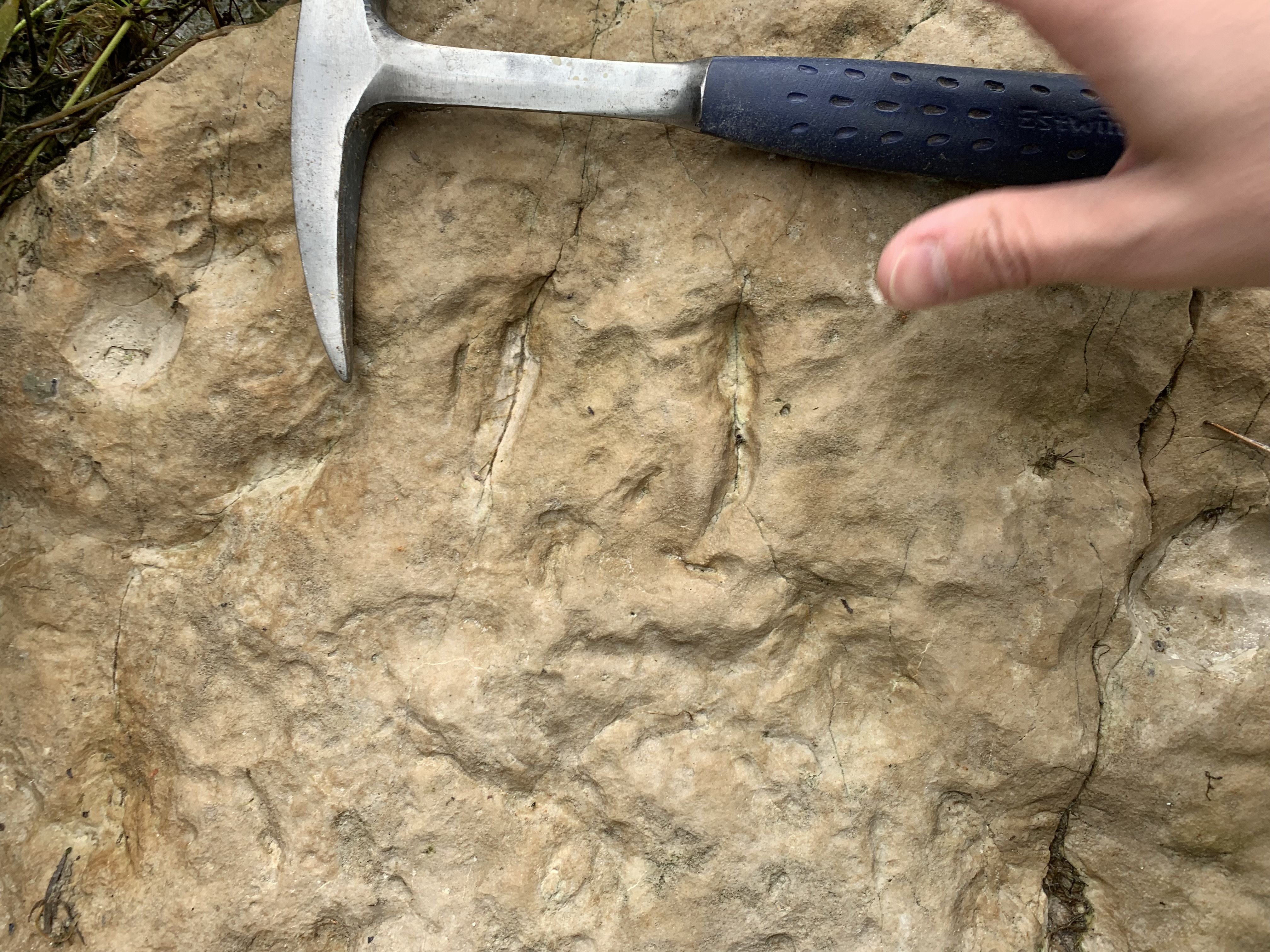 Resting trace of the dipnoan fish Broomichnium ujazdensis. 