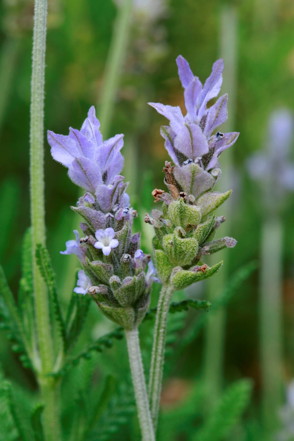 Lavandula dentata. lavandaLavender Lavandula dentata. lavandaLavender