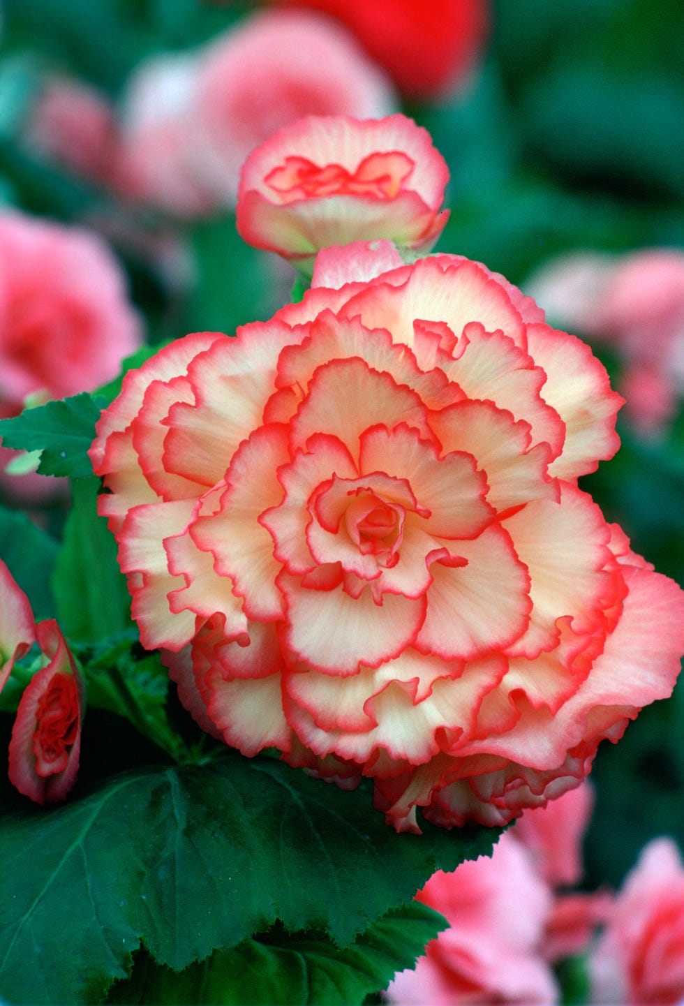 Bali Hi Begonia Plant, United Kingdom Bali Hi Begonia Plant, United Kingdom