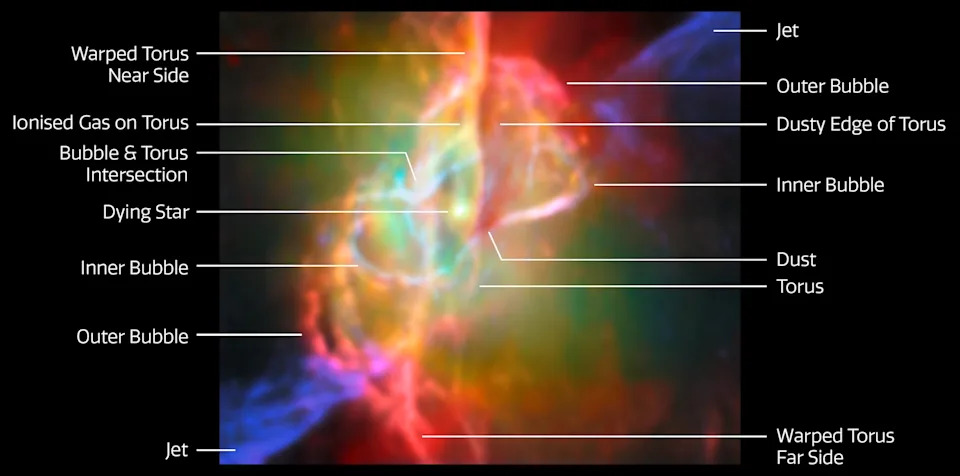 This annotated image takes the viewer on a deep dive into the heart of the Butterfly Nebula, NGC 6302, as seen by the NASA/ESA/CSA James Webb Space Telescope. The Butterfly Nebula, located about 3400 light-years away in the constellation Scorpius, is one of the best-studied planetary nebulae in our galaxy. Planetary nebulae are among the most beautiful and most elusive creatures in the cosmic zoo. These nebulae form when stars with masses between about 0.8 and 8 times the mass of the Sun shed most of their mass at the end of their lives. The planetary nebula phase is fleeting, lasting only about 20 000 years. At the centre of the Butterfly Nebula is the ancient core of a Sun-like star that energises the surrounding nebula and causes it to glow. This scorching central star is hidden from view at optical wavelengths, but Webb’s infrared capabilities have revealed the star and its surroundings in great detail. This image, which combines infrared data from Webb with submillimetre observations from the Atacama Large Millimetre/submillimetre Array (ALMA), shows the doughnut-shaped torus and interconnected bubbles of dusty gas that surround the nebula’s central star. The torus is oriented vertically and nearly edge-on from our perspective, and it intersects with bubbles of gas enclosing the star. The bubbles appear bright red in this image, illuminated by the light from helium and neon gas. Outside the bubbles, jets traced by emission from ionised iron shoot off in opposite directions. [Image description: The complicated structure at the centre of the Butterfly Nebula, NGC 6302. There is a bright source at the centre of the image, labeled ‘dying star’. This is surrounded by greenish nebulosity and several looping lines in cream, orange and pink. One of these lines appears to form a ring oriented vertically and nearly edge-on around the bright source at the centre. This ring is labeled in several different places to indicate the near and far sides of a structure called the torus, a dust lane running along the torus and an area where the torus is ionised. Other lines trace out a figure eight shape. These lines are labeled to indicate the inner bubble as well as where the bubble intersects with the torus. Moving outward from these complex lines and green nebulosity, there is a section of red light on either side of the object, labeled ‘outer bubble’. The upper-right and lower-left corners of this image show a purple streak pointing out of the image. These purple streaks are labeled ‘jet’.]