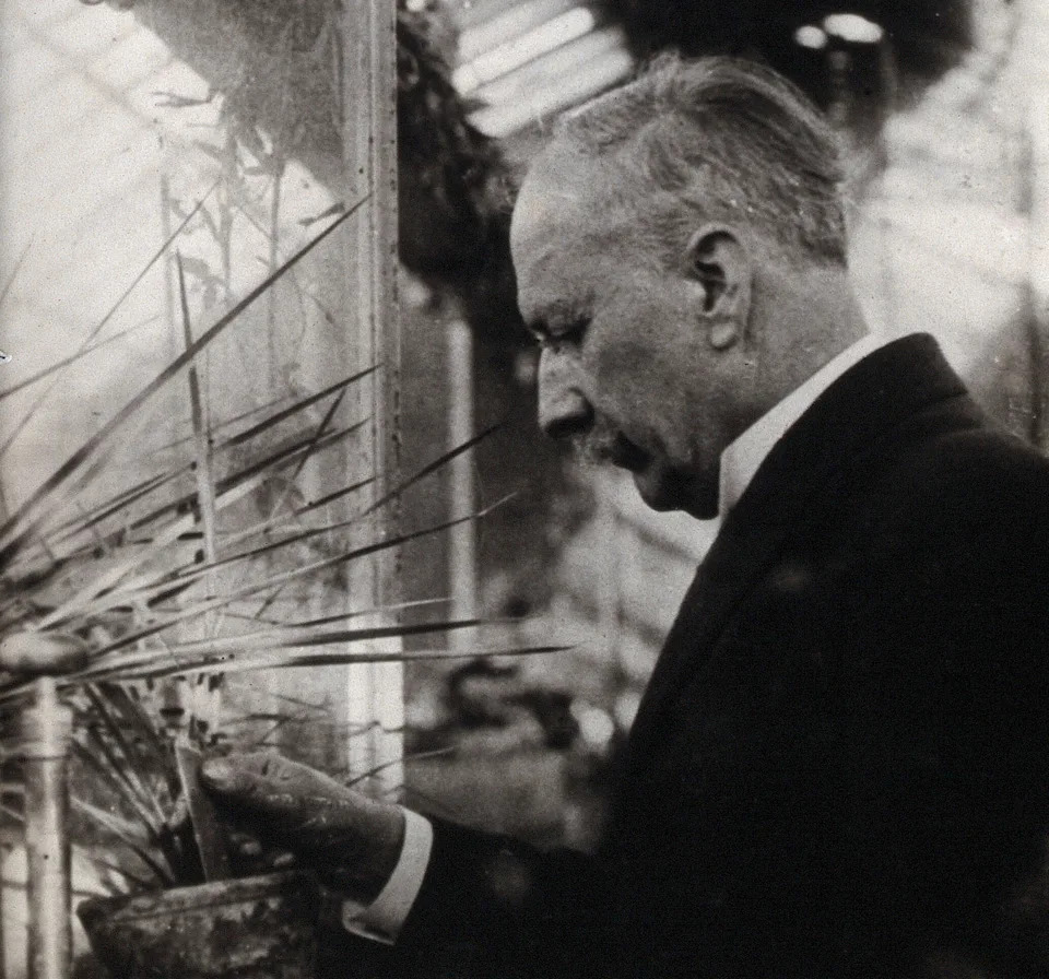 A black-and-white photo of Daniel Berthelot examining a potted plant inside a greenhouse, surrounded by glass panels and foliage.