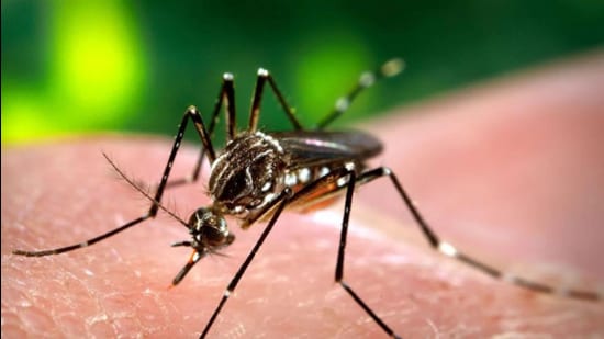 Aedes aegypti mosquito is primary carrier of dengue.(HT File Photo)