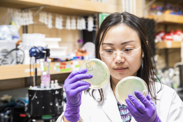 Huan He looks down at two agar plates she is holding in gloved hands.