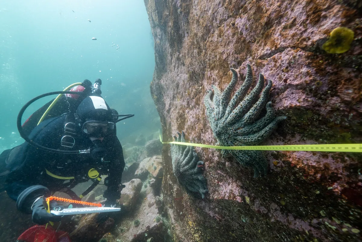 Alyssa Gehman Diving Burke Channel