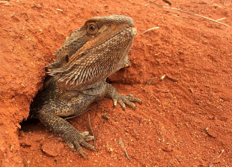 Australian Central Bearded Dragon