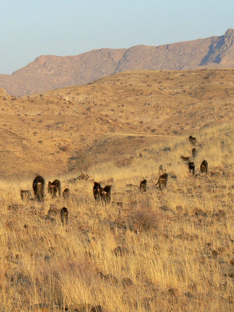 Baboons Walking in Line