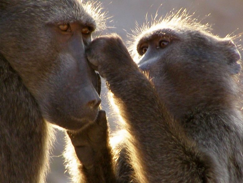Baboons at Tsaobis Baboon Project