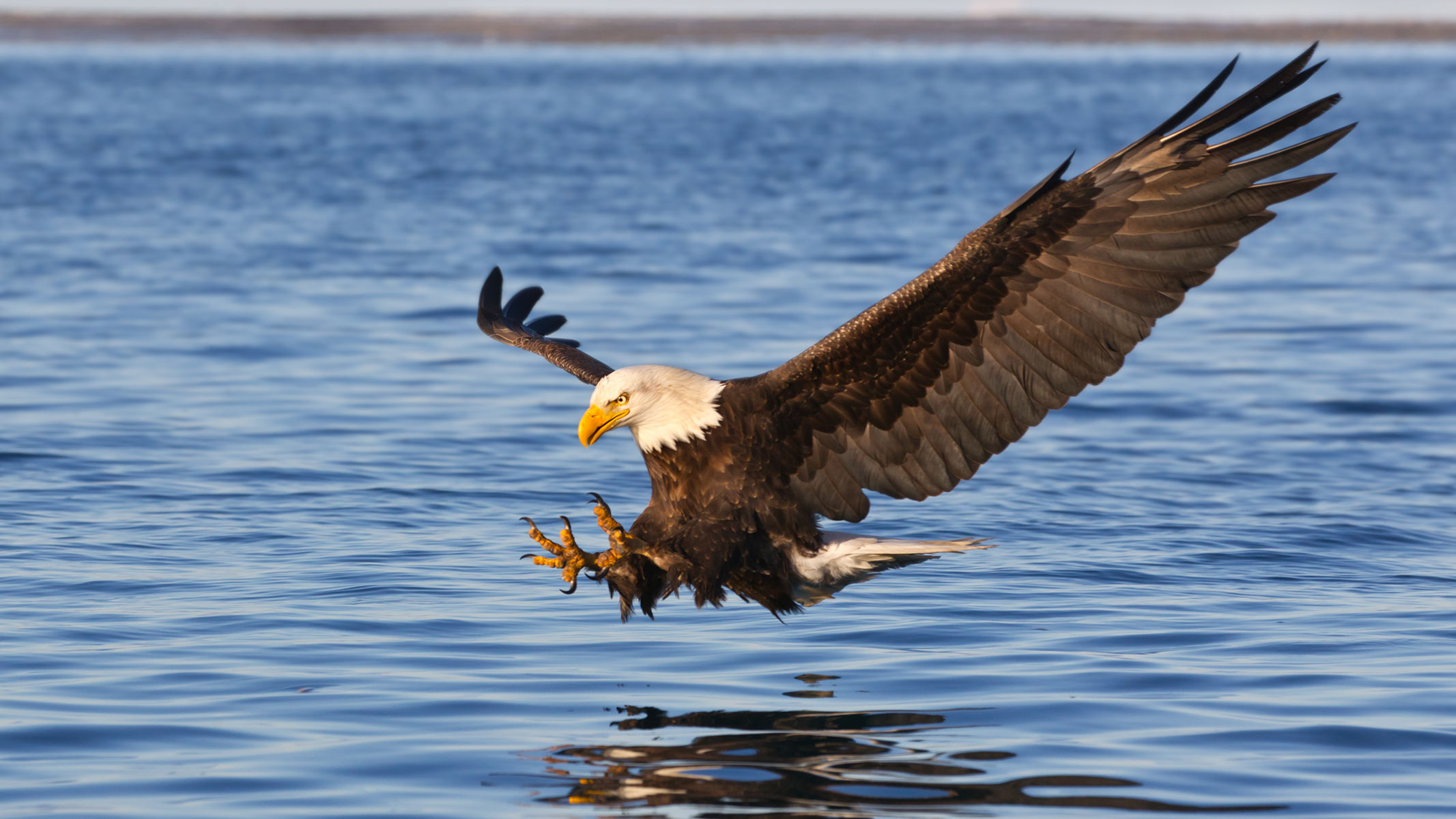 A bald eagle swoops down on an open body of water with its wings and talons outstretched, about to grab a fish.