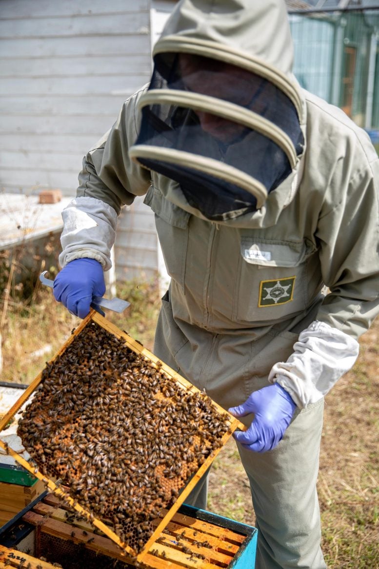 Bee keeper Dan Etheridge