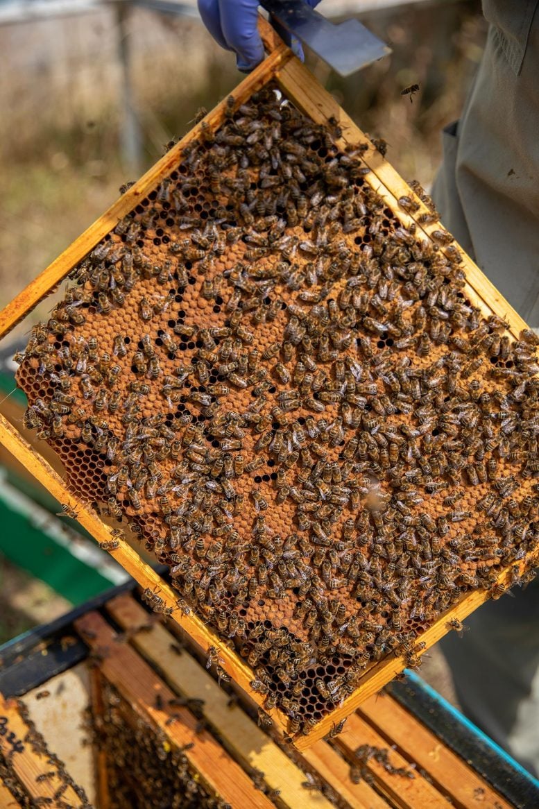 Beehive Oxford Bee Lab