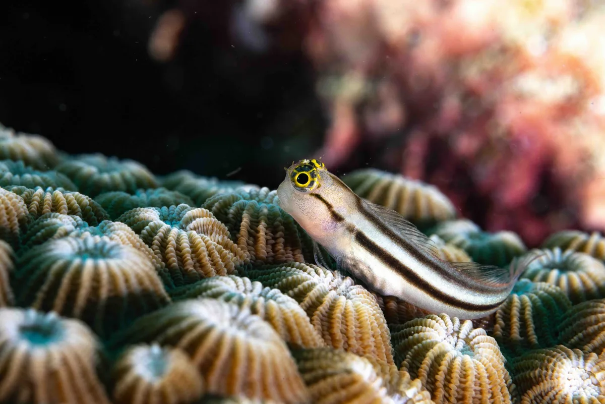 Blenny with Christmas tree worms on reef