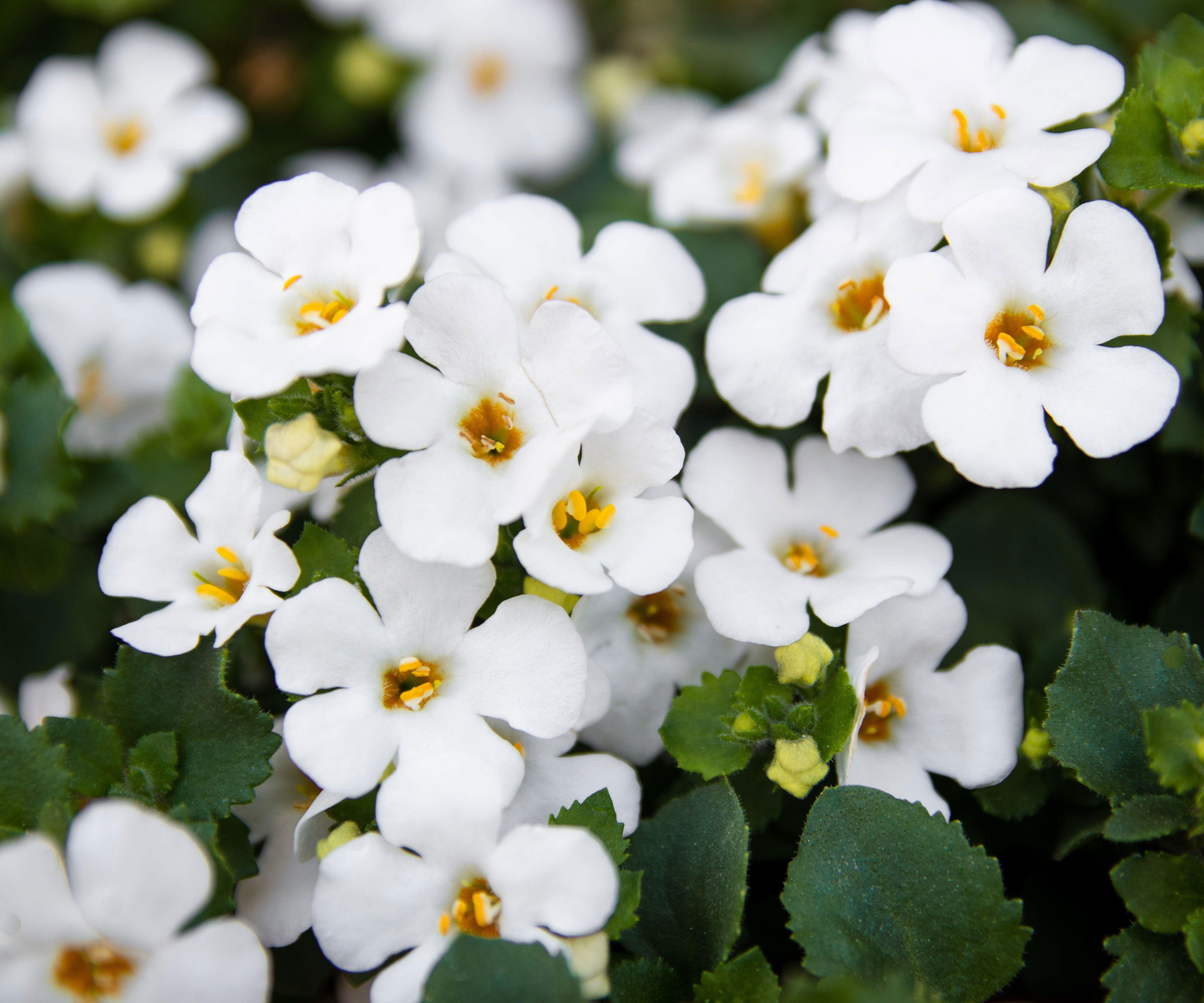 white flowers of water hyssop