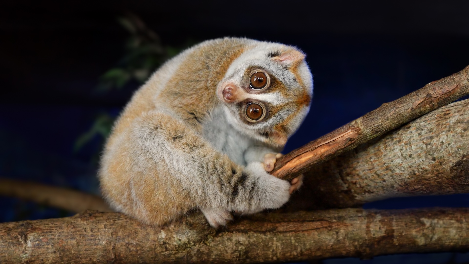 a slow loris on a branch