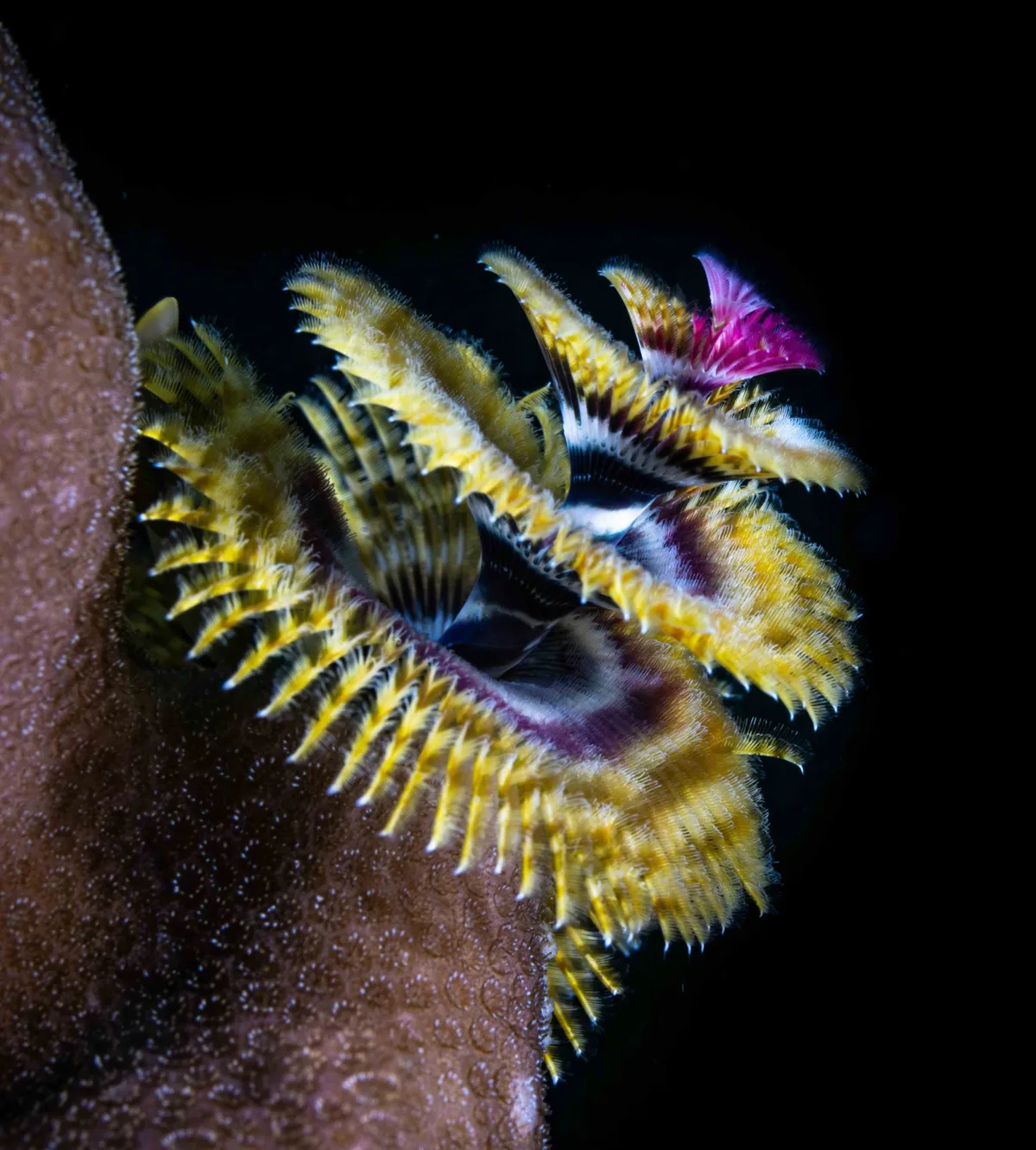 Christmas tree worm