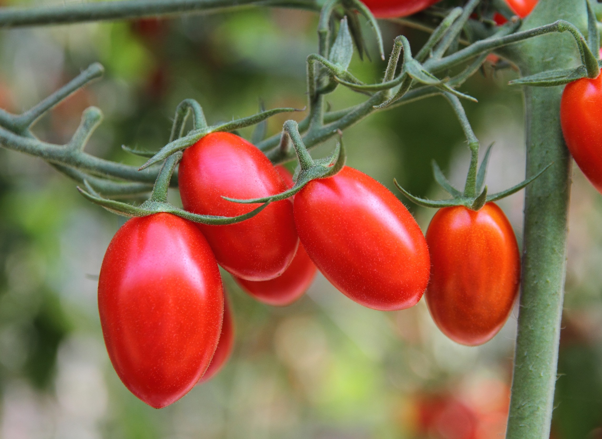 Small DNA tweak protects plants from devastating crop disease