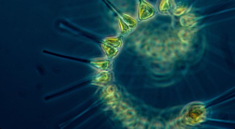 A Journey Through Invisible Ecosystems: PSU Researcher Unravels Mysteries of Marine Life