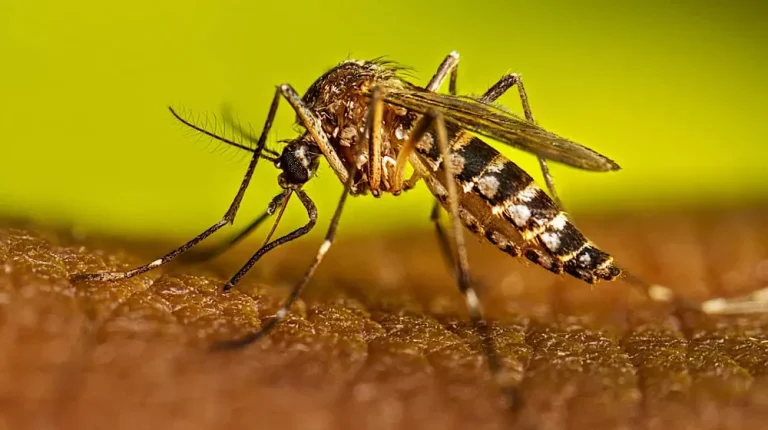 Dengue cases surged to 73, preventive efforts underway