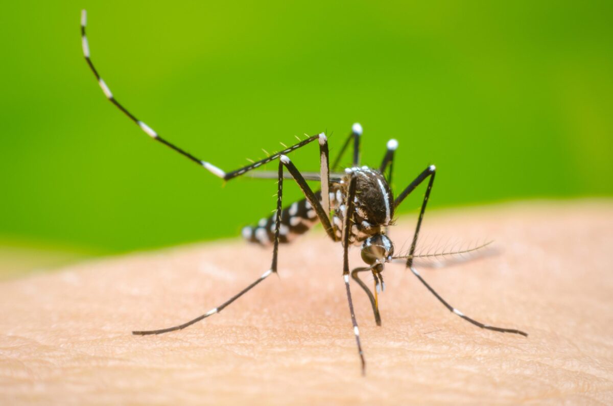 Entomologist launches anti-dengue operation in Taxila