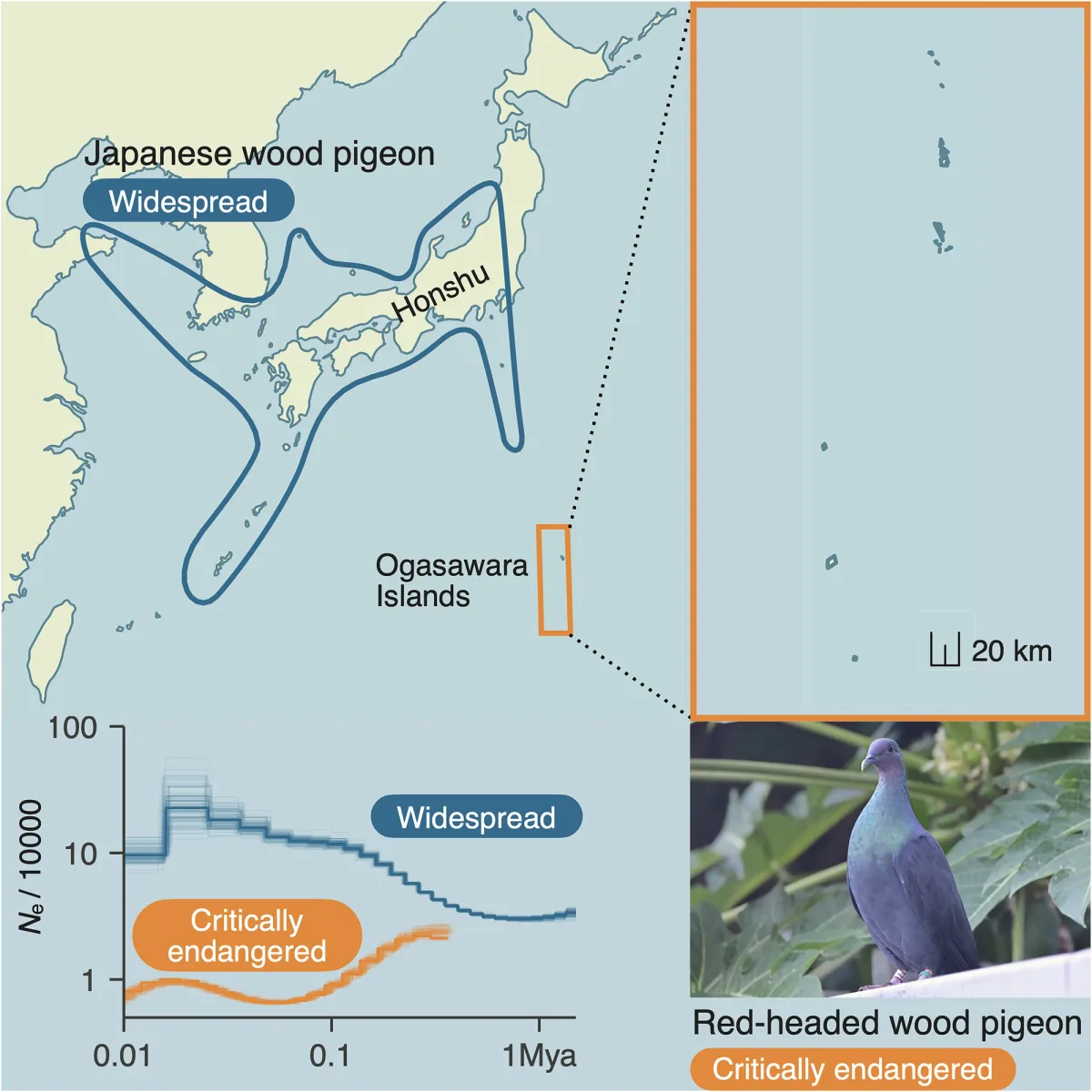 Distribution and population history of the critically endangered red-headed wood pigeon (Columba janthina nitens) and the widespread Japanese wood pigeon (C. j. janthina)
