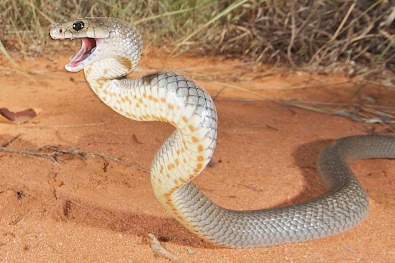 Eastern Brown Snake (Pseudonaja textilis)