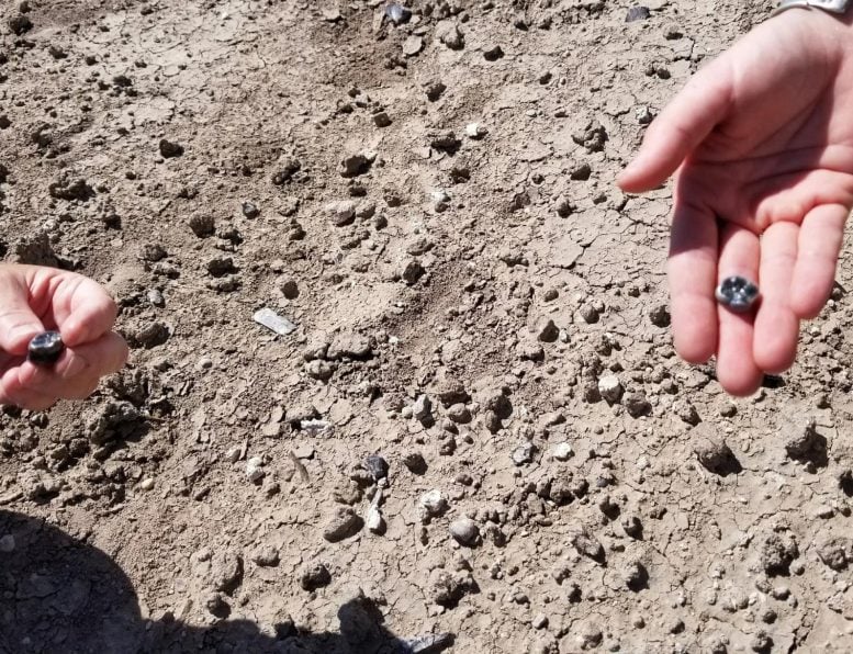 Examining Turtle Flat Teeth