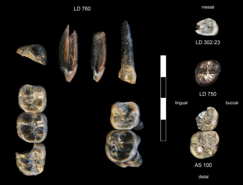 Fossil Teeth From Ledi Geraru Research Area