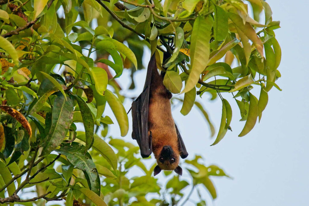 A fruit bat hangs from a tree in Kerala, India. Credit: Brian Scott/CC BY-ND 2.0