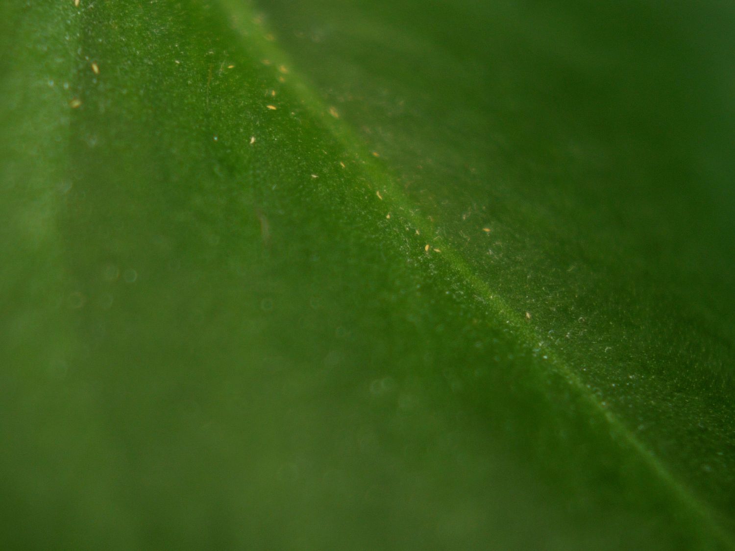 How To Get Rid of Thrips—The Sneakiest Garden Pests Of All