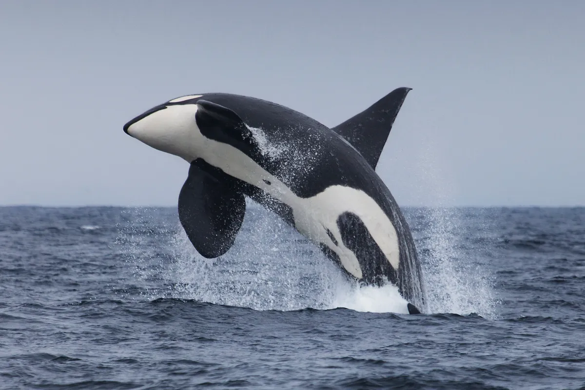 Breaching orca