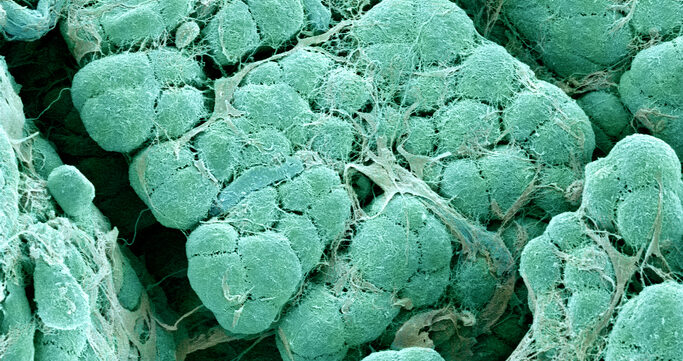 Oxygenated Implant Sustains Insulin Cells in Rats, No Immunosuppression