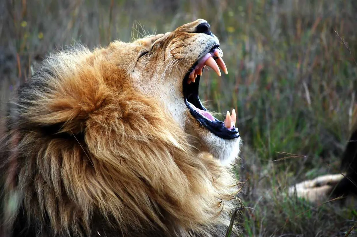 Close-up of lion roaring.  Mark Chilton/EyeEm/Getty