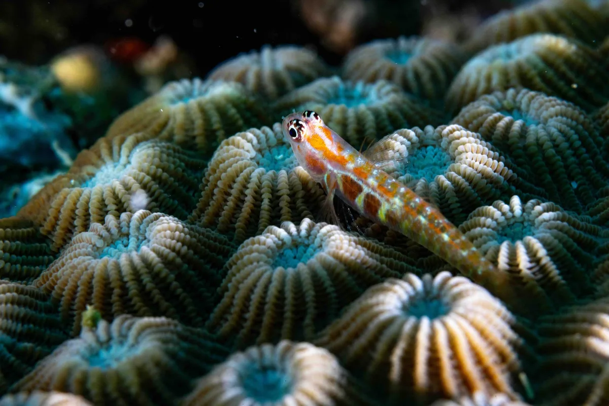 Goby with Christmas tree worms