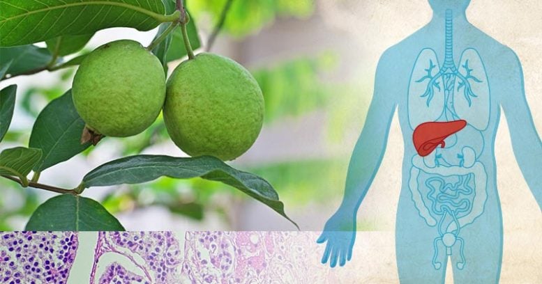 Guava Fruit and Illustration of the Human Liver