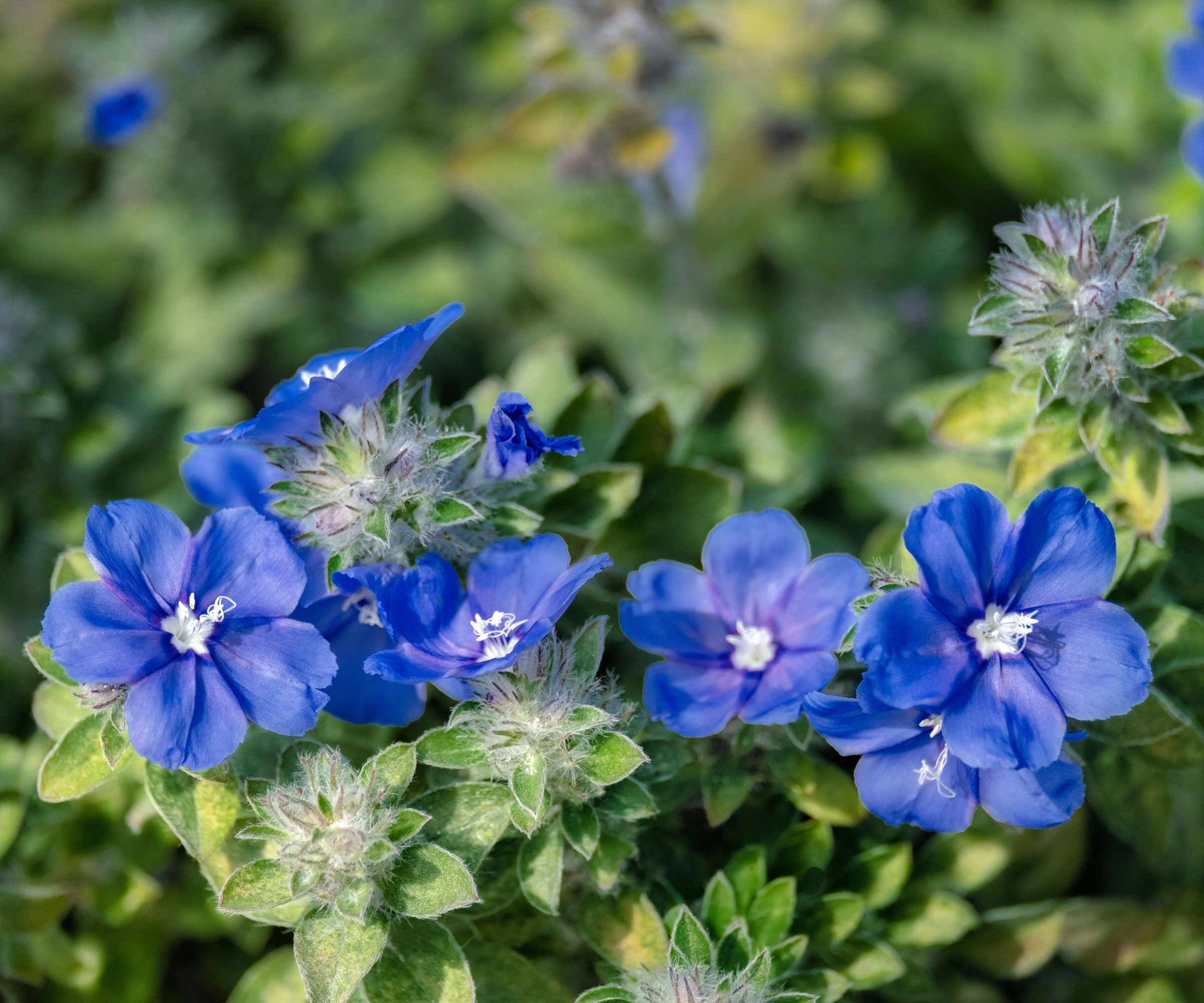 blue flowers and leaves of the Blue Daze plant