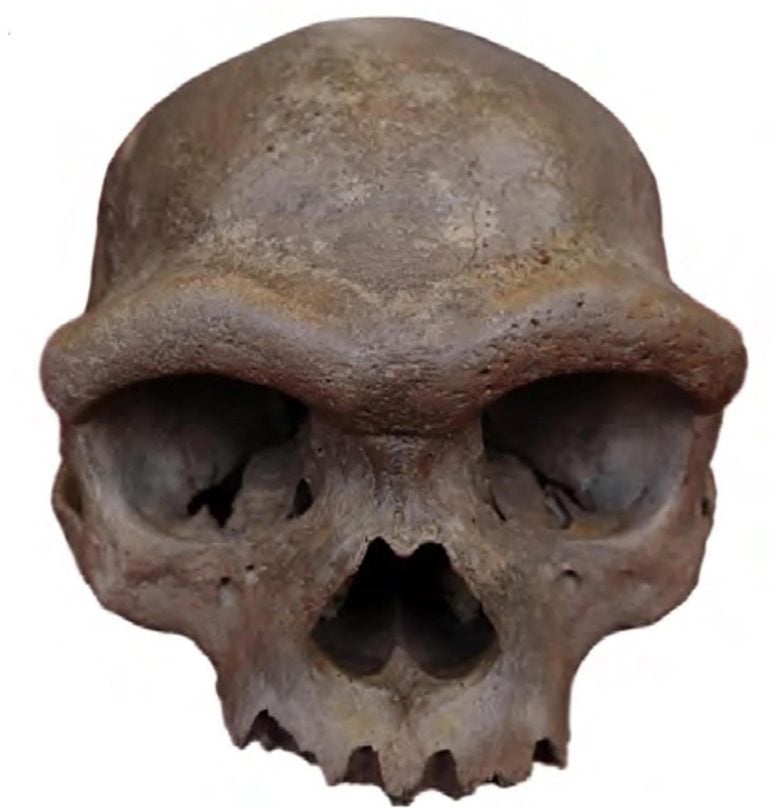 Harbin Cranium